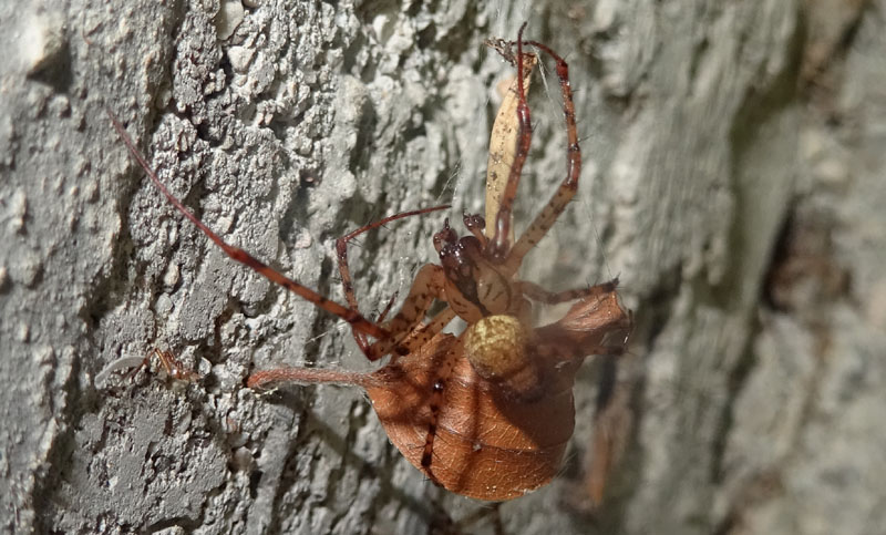 Metellina merianae - Daiano (TN)